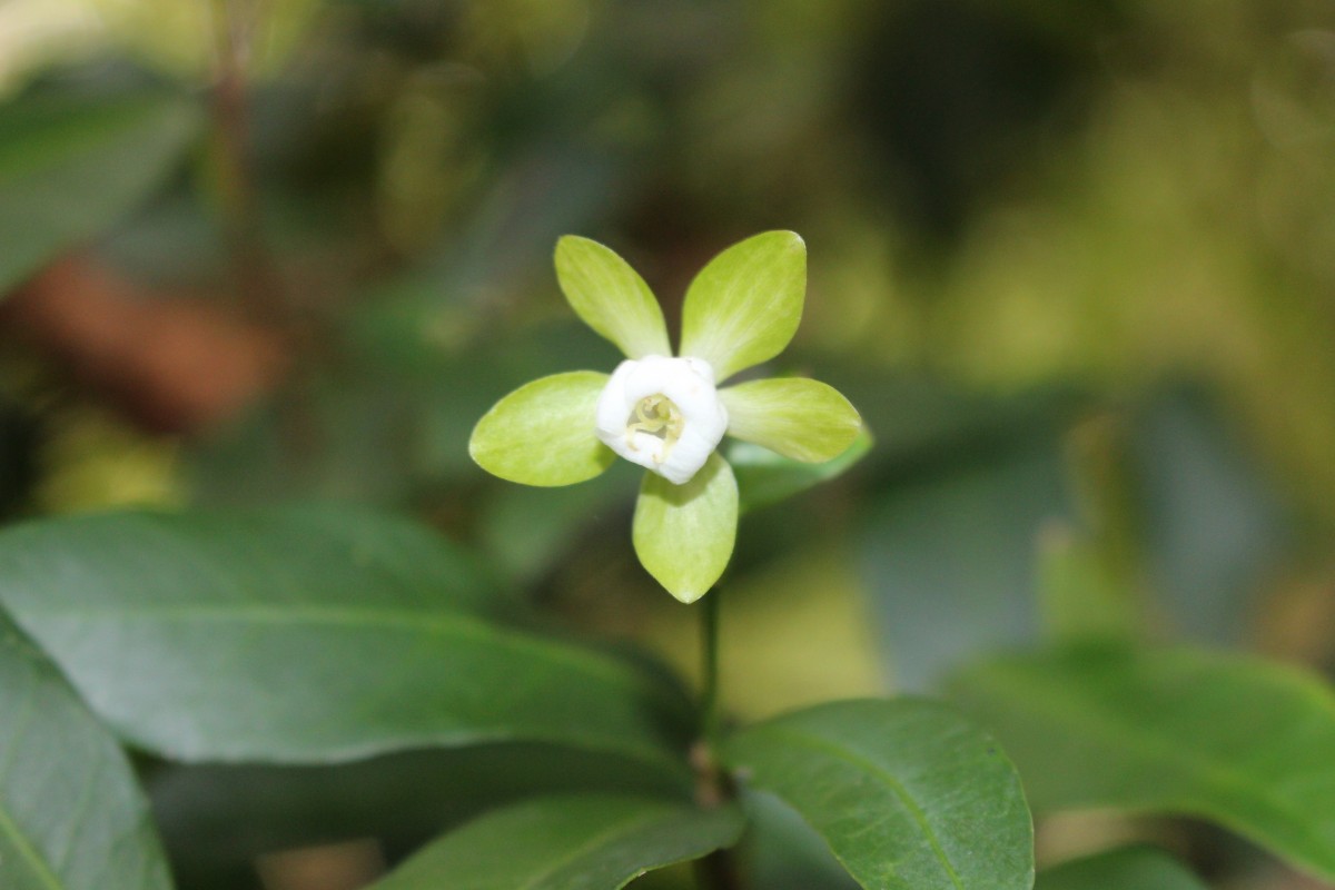 Tritaxis